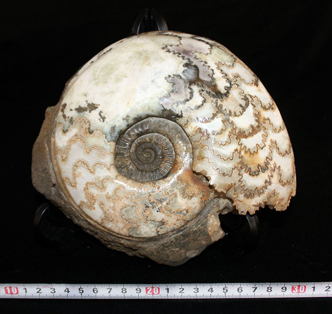 特徴的な縫合線模様は必見！ドイツ産ジュラ紀の大きなアンモナイト（Ammonite）の化石（その11）