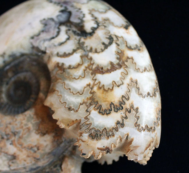 特徴的な縫合線模様は必見！ドイツ産ジュラ紀の大きなアンモナイト（Ammonite）の化石（その2）