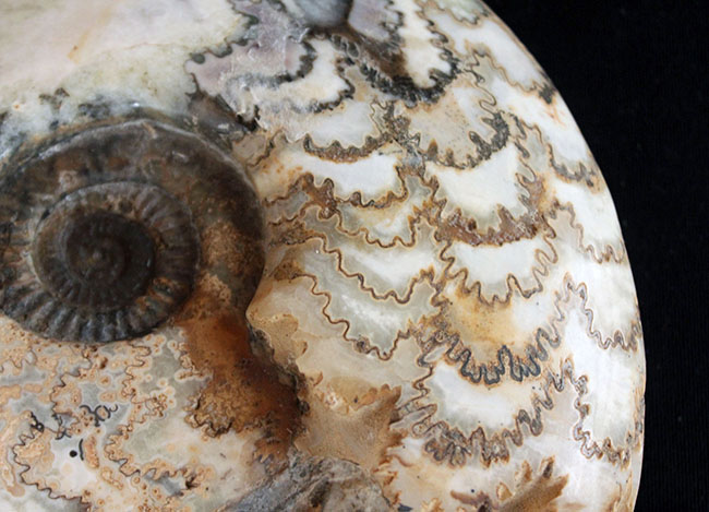 特徴的な縫合線模様は必見！ドイツ産ジュラ紀の大きなアンモナイト（Ammonite）の化石（その3）