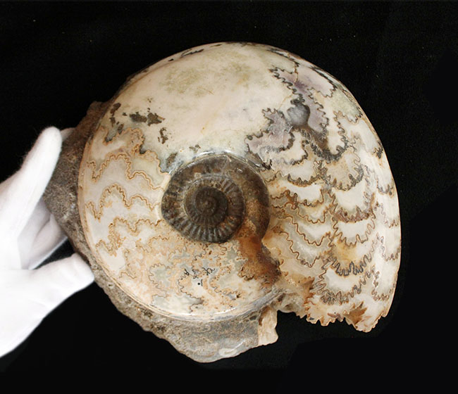 特徴的な縫合線模様は必見！ドイツ産ジュラ紀の大きなアンモナイト（Ammonite）の化石（その4）