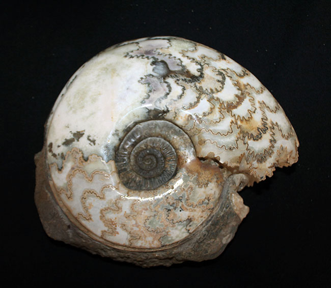 特徴的な縫合線模様は必見！ドイツ産ジュラ紀の大きなアンモナイト（Ammonite）の化石（その5）