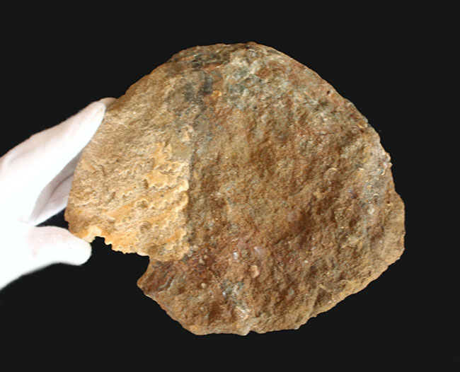 特徴的な縫合線模様は必見！ドイツ産ジュラ紀の大きなアンモナイト（Ammonite）の化石（その6）
