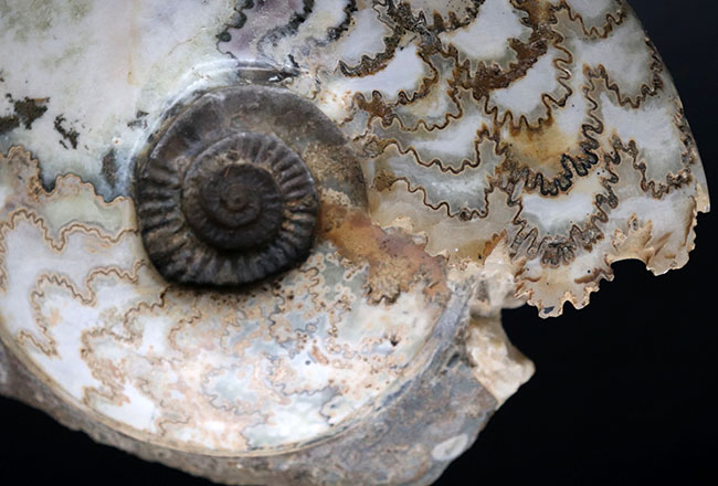 特徴的な縫合線模様は必見！ドイツ産ジュラ紀の大きなアンモナイト（Ammonite）の化石（その8）