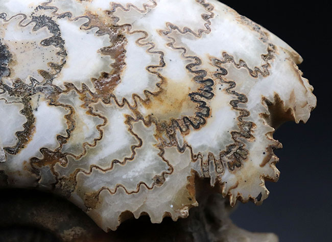 特徴的な縫合線模様は必見！ドイツ産ジュラ紀の大きなアンモナイト