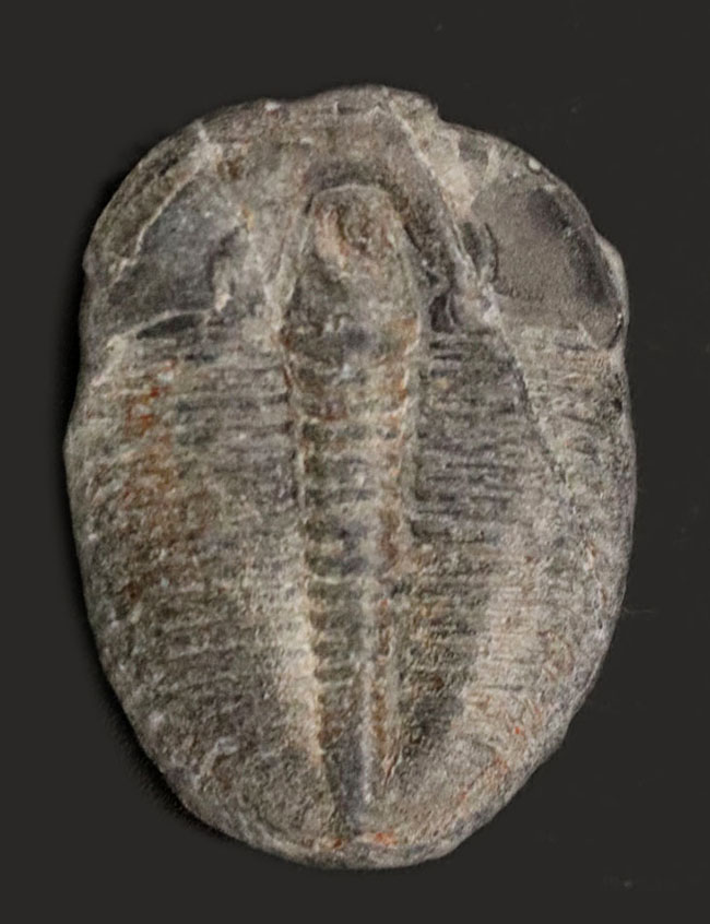 最も名の知れた最古の三葉虫!米国ユタ州を代表する三葉虫、エルラシア・キンギ(Elrathia Kingi)(その1)