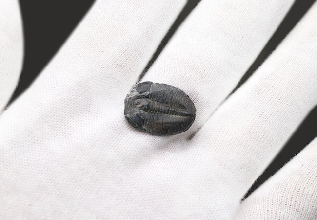 最も名の知れた最古の三葉虫!米国ユタ州を代表する三葉虫、エルラシア・キンギ(Elrathia Kingi)(その2)