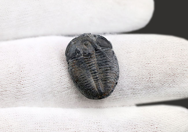 最も名の知れた最古の三葉虫!米国ユタ州を代表する三葉虫、エルラシア・キンギ(Elrathia Kingi)(その3)