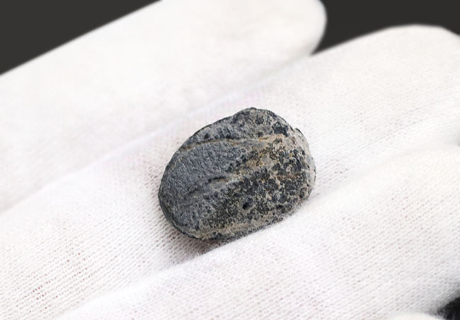 最も名の知れた最古の三葉虫!米国ユタ州を代表する三葉虫、エルラシア・キンギ(Elrathia Kingi)(その4)
