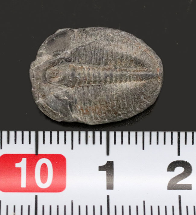 最も名の知れた最古の三葉虫!米国ユタ州を代表する三葉虫、エルラシア・キンギ(Elrathia Kingi)(その5)