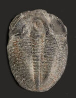 最も名の知れた最古の三葉虫！米国ユタ州を代表する三葉虫、エルラシア・キンギ（Elrathia Kingi）