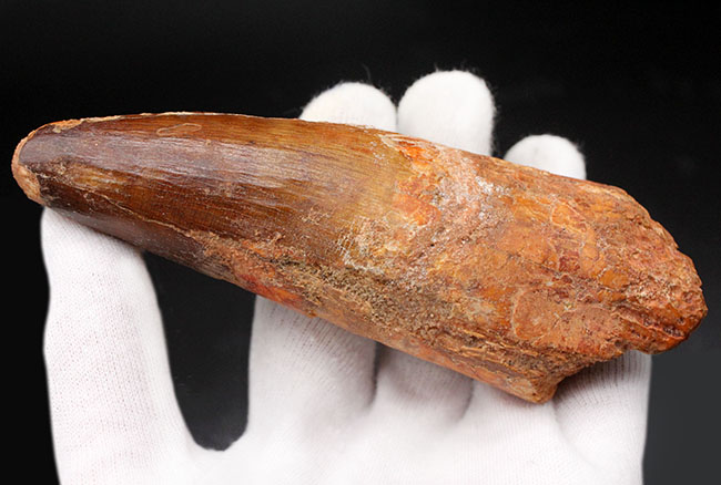 恐るべき太さ!カーブ計測125ミリに達する巨大なスピノサウルス(Spinosaurus aegyptiacus)の巨大歯化石。ミドルセクションも分厚い!(その1)