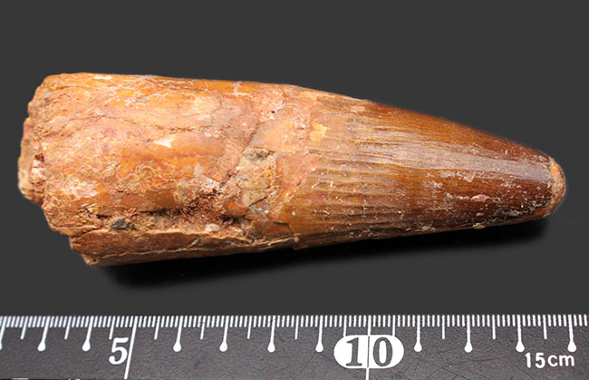 恐るべき太さ!カーブ計測125ミリに達する巨大なスピノサウルス(Spinosaurus aegyptiacus)の巨大歯化石。ミドルセクションも分厚い!(その10)
