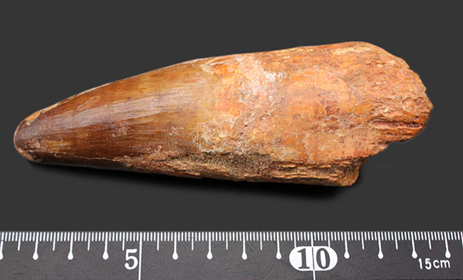 恐るべき太さ!カーブ計測125ミリに達する巨大なスピノサウルス(Spinosaurus aegyptiacus)の巨大歯化石。ミドルセクションも分厚い!(その11)