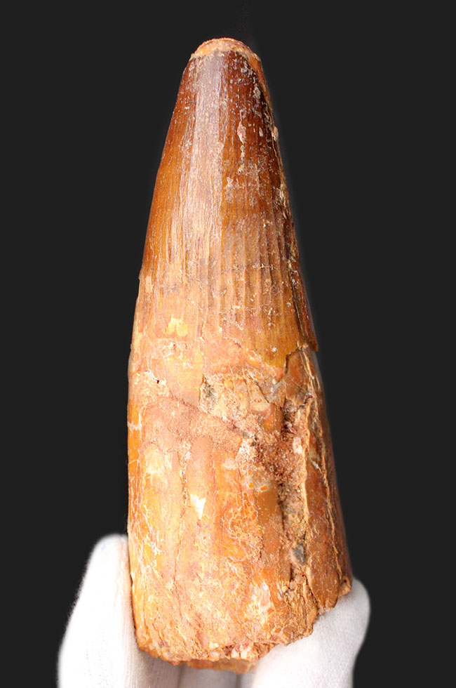 恐るべき太さ!カーブ計測125ミリに達する巨大なスピノサウルス(Spinosaurus aegyptiacus)の巨大歯化石。ミドルセクションも分厚い!(その3)