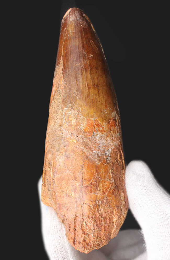 恐るべき太さ!カーブ計測125ミリに達する巨大なスピノサウルス(Spinosaurus aegyptiacus)の巨大歯化石。ミドルセクションも分厚い!(その6)