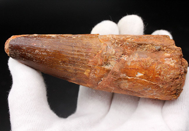恐るべき太さ!カーブ計測125ミリに達する巨大なスピノサウルス(Spinosaurus aegyptiacus)の巨大歯化石。ミドルセクションも分厚い!(その9)