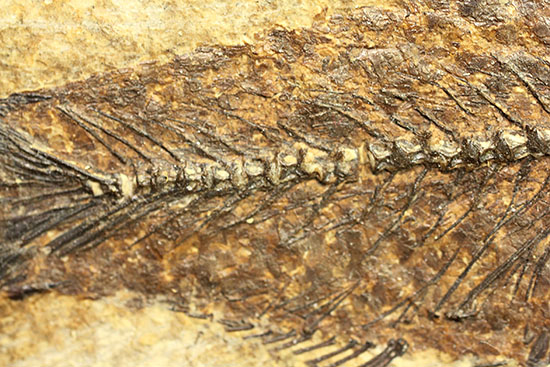 驚くべき保存状態とサイズ！グリーンリバー層産ナイティア（魚化石）（その11）