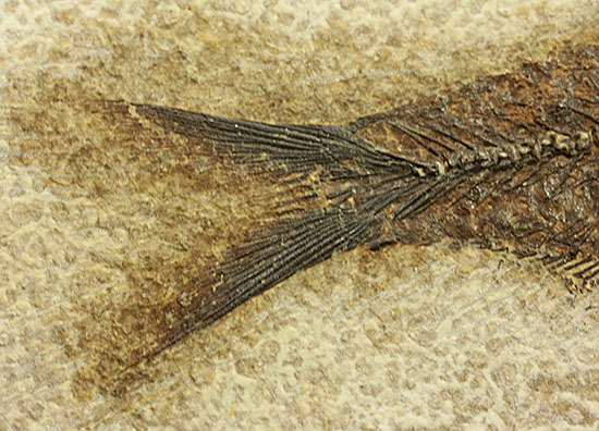 驚くべき保存状態とサイズ！グリーンリバー層産ナイティア（魚化石）（その6）