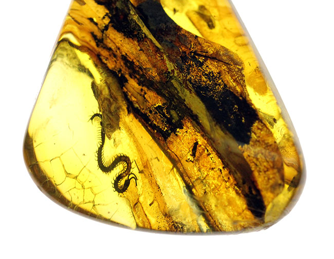 極上品。極めて希少、完璧なシルエット。節足動物ムカデを内包したバル