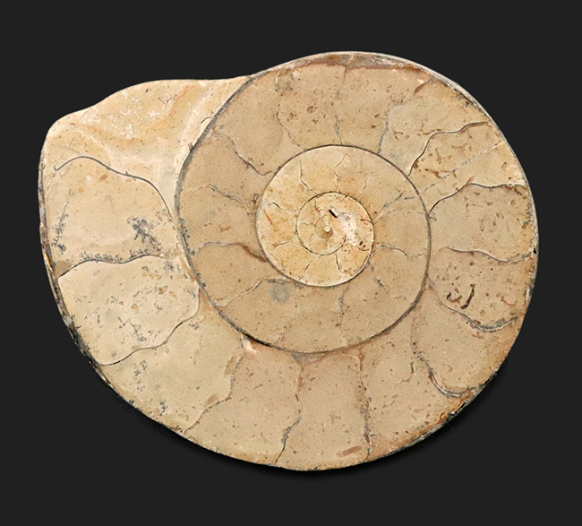 クリーム色が美しい！化石の名産地、イングランド・サマセットで採集されたハーフカットアンモナイト（Ammonite）の化石（その1）