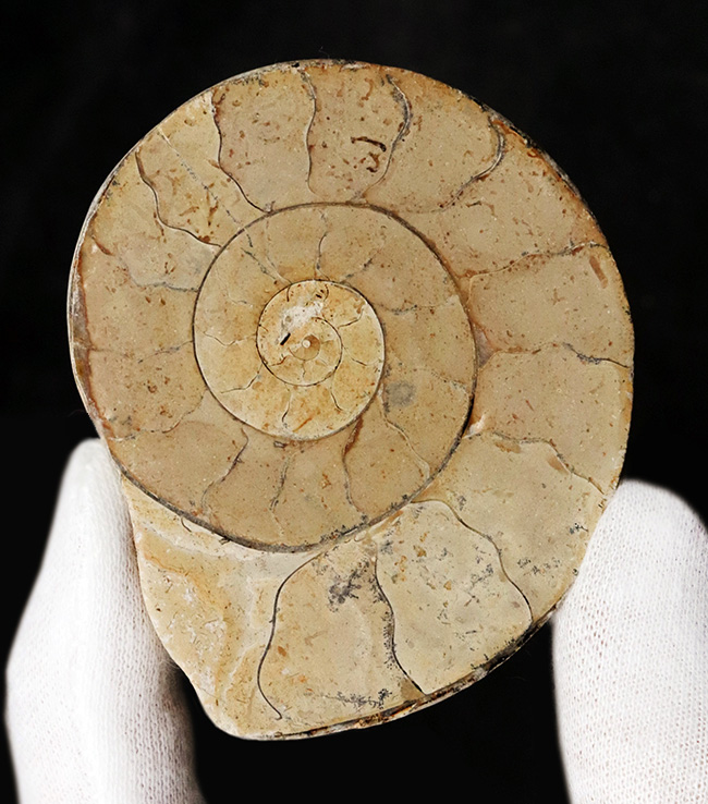クリーム色が美しい！化石の名産地、イングランド・サマセットで採集されたハーフカットアンモナイト（Ammonite）の化石（その2）