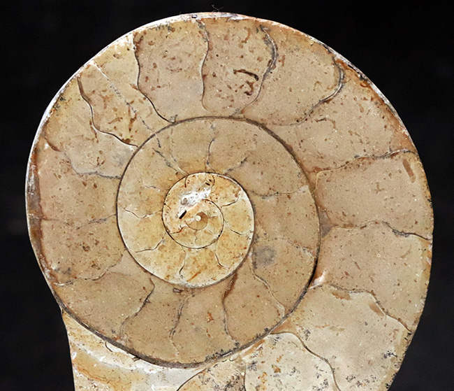 クリーム色が美しい！化石の名産地、イングランド・サマセットで採集されたハーフカットアンモナイト（Ammonite）の化石（その3）