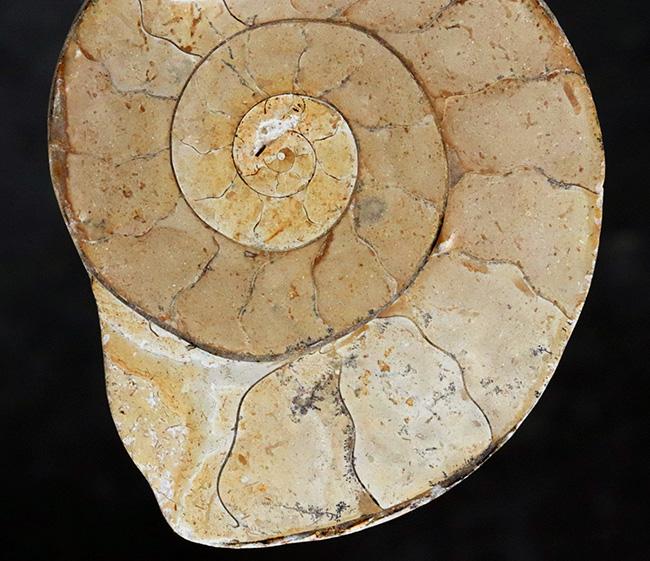 クリーム色が美しい！化石の名産地、イングランド・サマセットで採集されたハーフカットアンモナイト（Ammonite）の化石（その4）