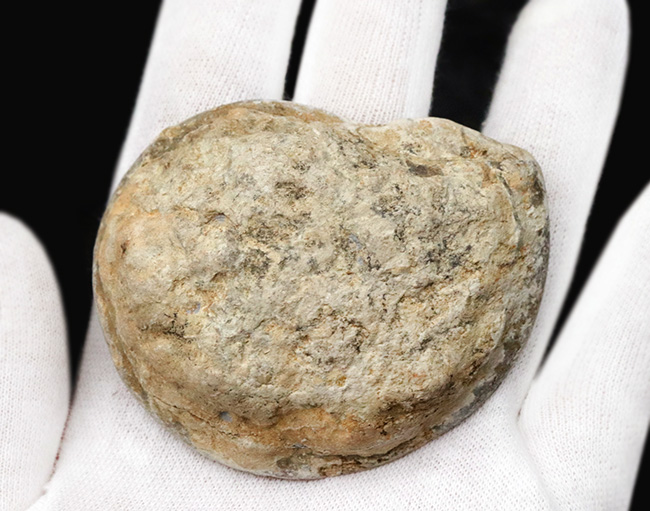 クリーム色が美しい！化石の名産地、イングランド・サマセットで採集されたハーフカットアンモナイト（Ammonite）の化石（その5）