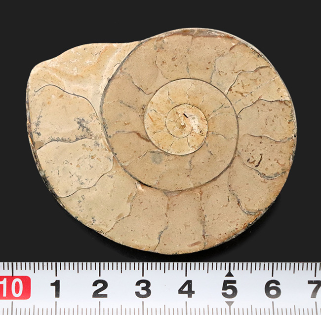 クリーム色が美しい！化石の名産地、イングランド・サマセットで採集されたハーフカットアンモナイト（Ammonite）の化石（その6）