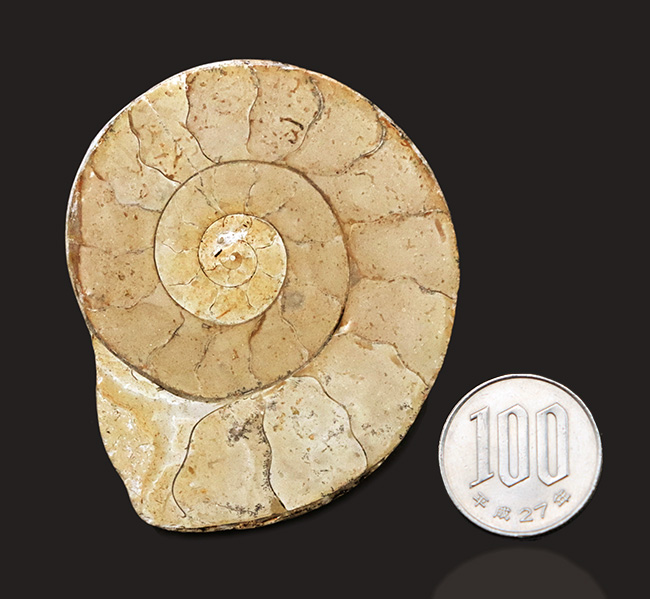 クリーム色が美しい！化石の名産地、イングランド・サマセットで採集されたハーフカットアンモナイト（Ammonite）の化石（その7）
