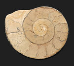 クリーム色が美しい！化石の名産地、イングランド・サマセットで採集されたハーフカットアンモナイト（Ammonite）の化石