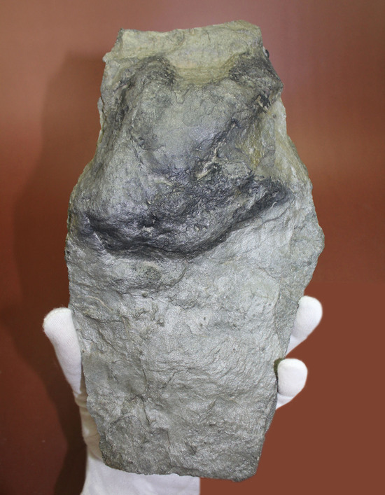 ３本指が明瞭に残された恐竜（獣脚類）グラレーターの足跡化石（Grallator track）（その1）
