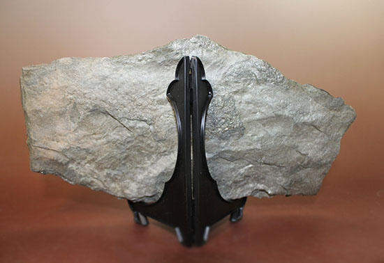 ３本指が明瞭に残された恐竜（獣脚類）グラレーターの足跡化石（Grallator track）（その12）