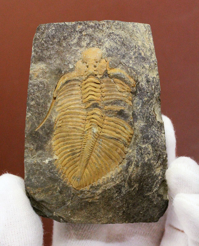 大きい、5センチ超え!入手しづらい三葉虫コロノセファルス(Coronocephalus sp.)(その1)