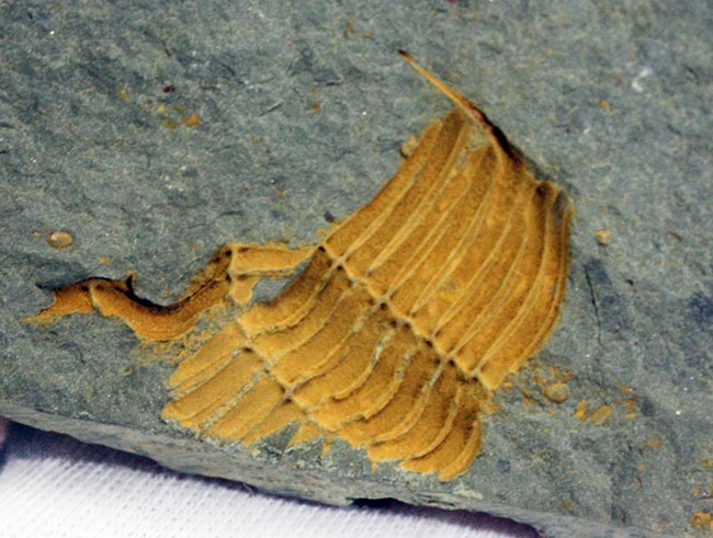 大きい、5センチ超え!入手しづらい三葉虫コロノセファルス(Coronocephalus sp.)(その10)