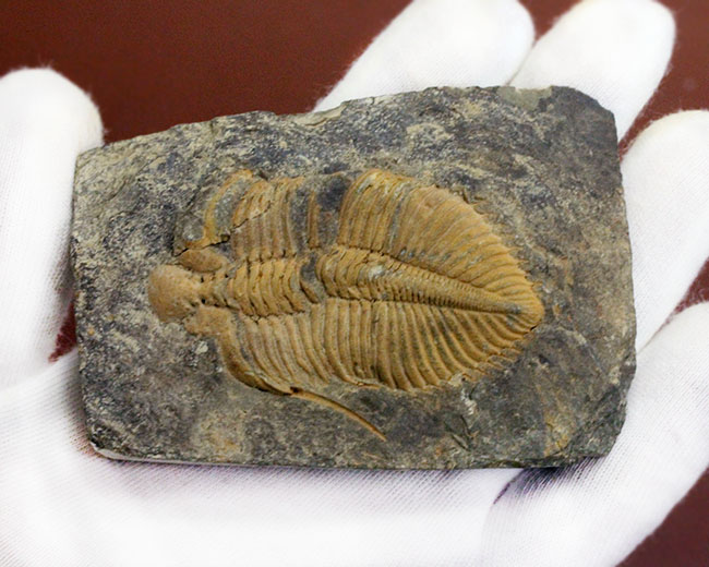 大きい、5センチ超え!入手しづらい三葉虫コロノセファルス(Coronocephalus sp.)(その11)