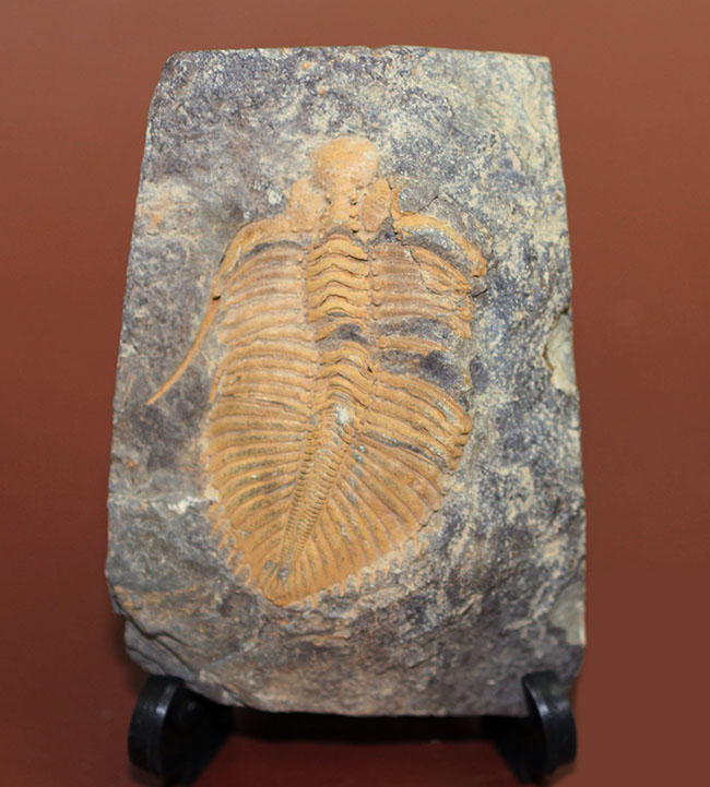 大きい、5センチ超え!入手しづらい三葉虫コロノセファルス(Coronocephalus sp.)(その12)