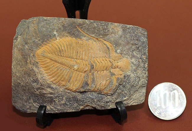 大きい、5センチ超え!入手しづらい三葉虫コロノセファルス(Coronocephalus sp.)(その13)