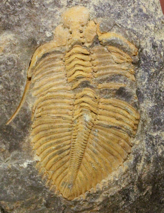 大きい、5センチ超え!入手しづらい三葉虫コロノセファルス(Coronocephalus sp.)(その2)