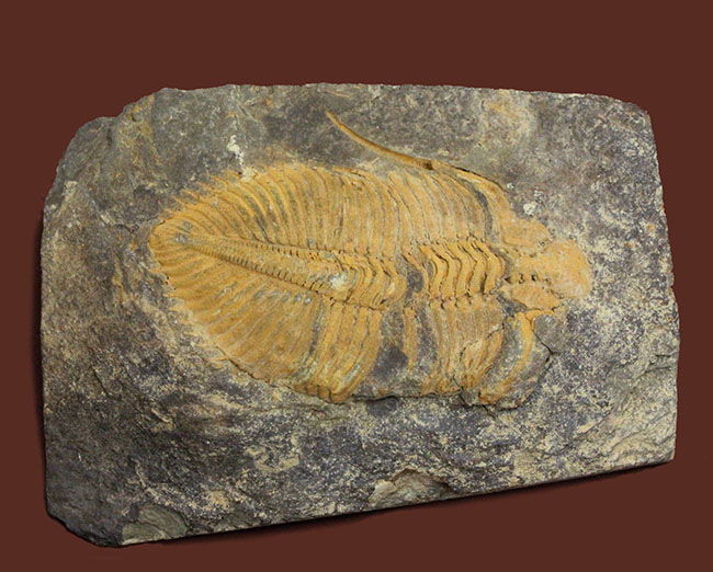 大きい、5センチ超え!入手しづらい三葉虫コロノセファルス(Coronocephalus sp.)(その3)