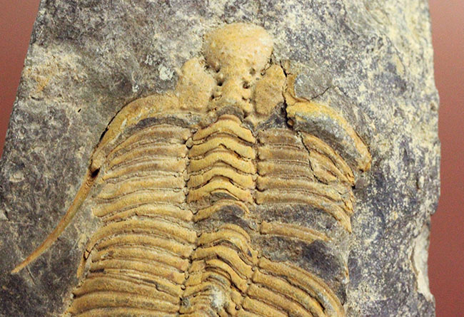 大きい、5センチ超え!入手しづらい三葉虫コロノセファルス(Coronocephalus sp.)(その4)