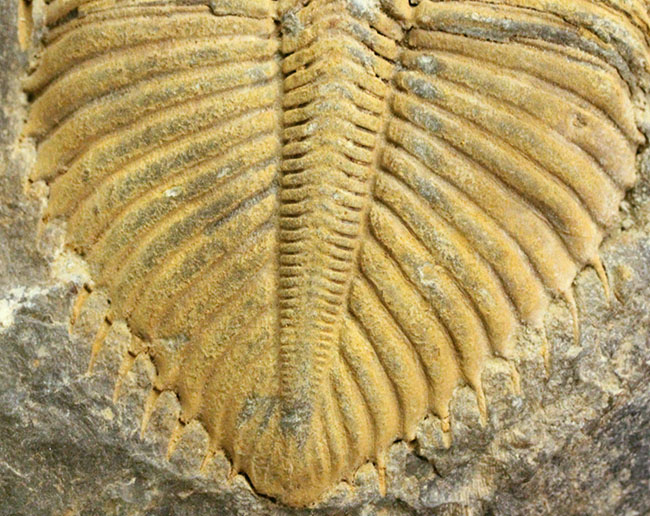 大きい、5センチ超え!入手しづらい三葉虫コロノセファルス(Coronocephalus sp.)(その6)