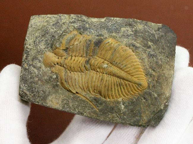 大きい、5センチ超え!入手しづらい三葉虫コロノセファルス(Coronocephalus sp.)(その7)