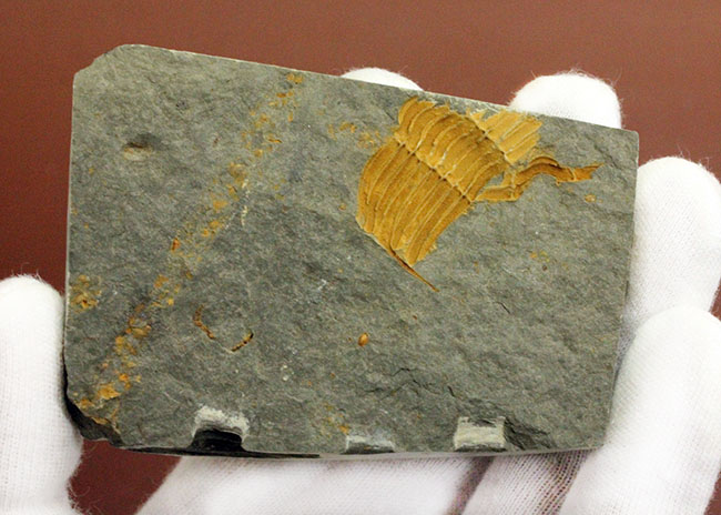 大きい、5センチ超え!入手しづらい三葉虫コロノセファルス(Coronocephalus sp.)(その8)