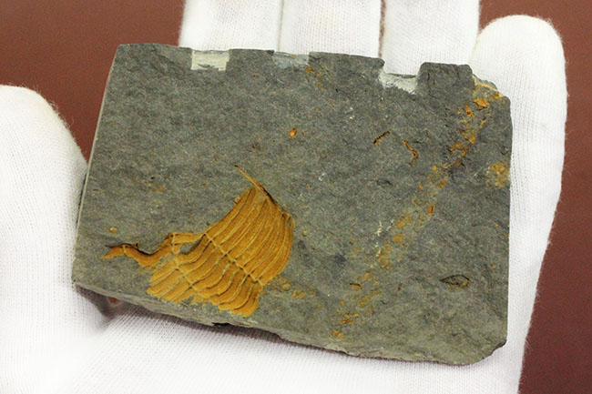 大きい、5センチ超え!入手しづらい三葉虫コロノセファルス(Coronocephalus sp.)(その9)
