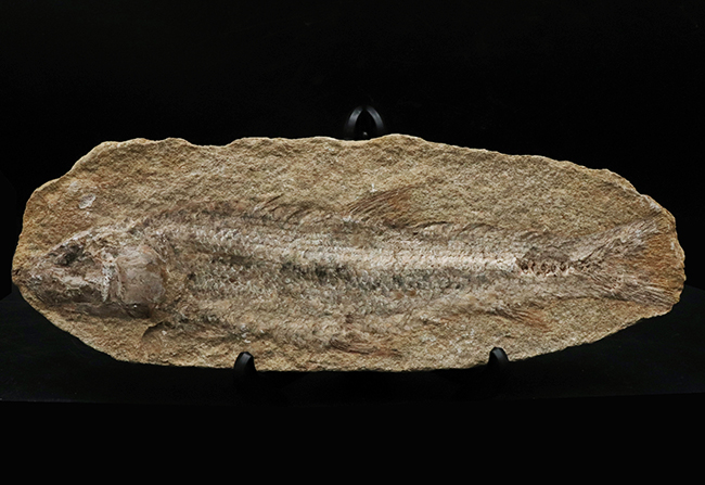 全形が保存、27センチ!ブラジル・サンタナフォーメーションで採集された白亜紀の絶滅古代魚の化石(その1)
