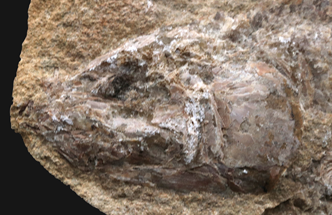 全形が保存、２７センチ！ブラジル・サンタナフォーメーションで採集された白亜紀の絶滅古代魚の化石（その2）