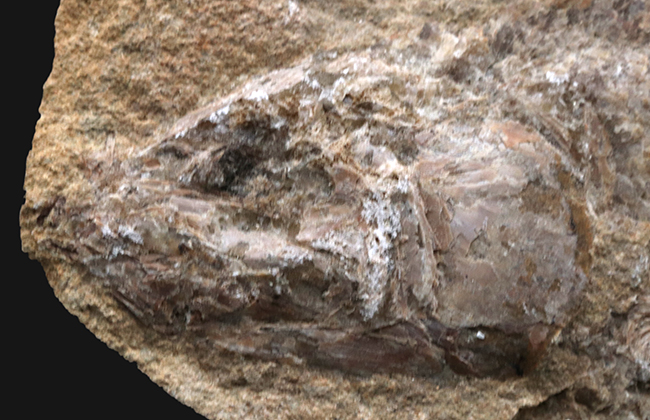 全形が保存、27センチ!ブラジル・サンタナフォーメーションで採集された白亜紀の絶滅古代魚の化石(その2)