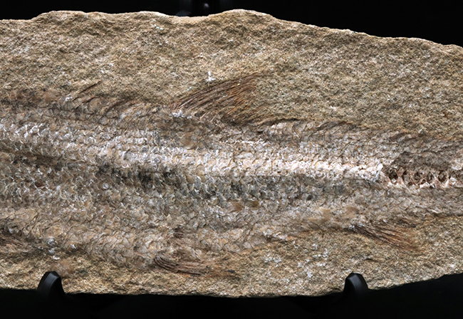 全形が保存、２７センチ！ブラジル・サンタナフォーメーションで採集された白亜紀の絶滅古代魚の化石（その3）