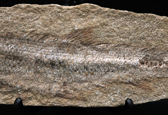 全形が保存、27センチ!ブラジル・サンタナフォーメーションで採集された白亜紀の絶滅古代魚の化石(その3)